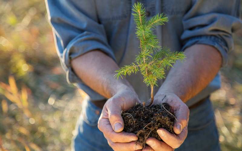 Environmental and Social Benefits of Trees