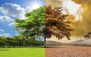 what are the impacts of trees on the global warming?