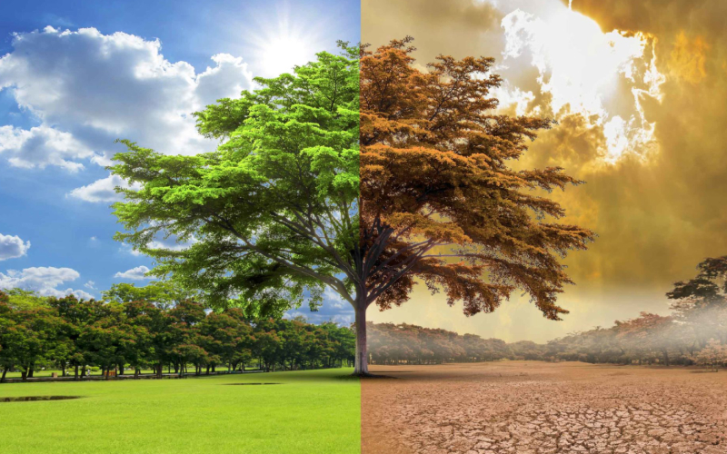 what are the impacts of trees on the global warming?